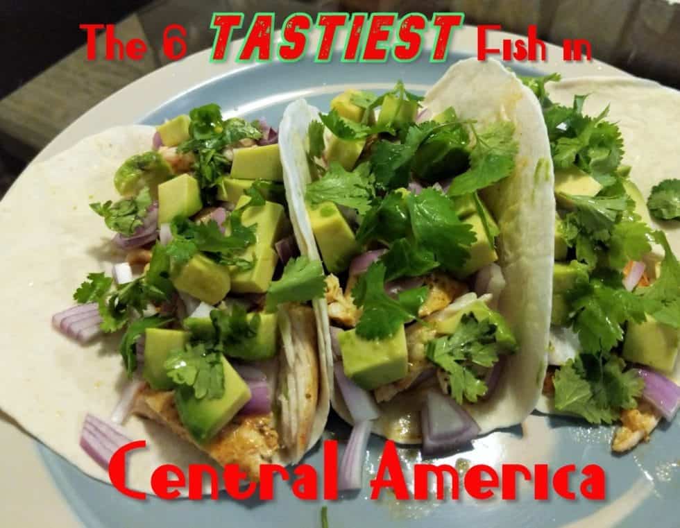 The Six Tastiest Fish in Central America img | Central America Fishing