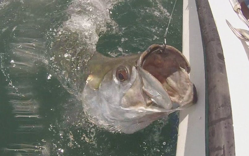 Costa Rica Fishing Report – November 2015