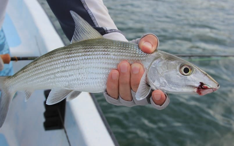 Belize Fly Fishing Report – Placencia – June 2016