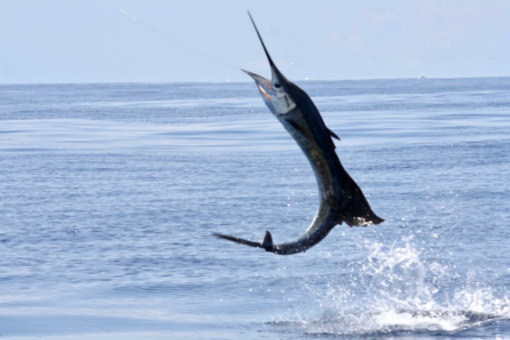 sailfish jumping in Costa Rica