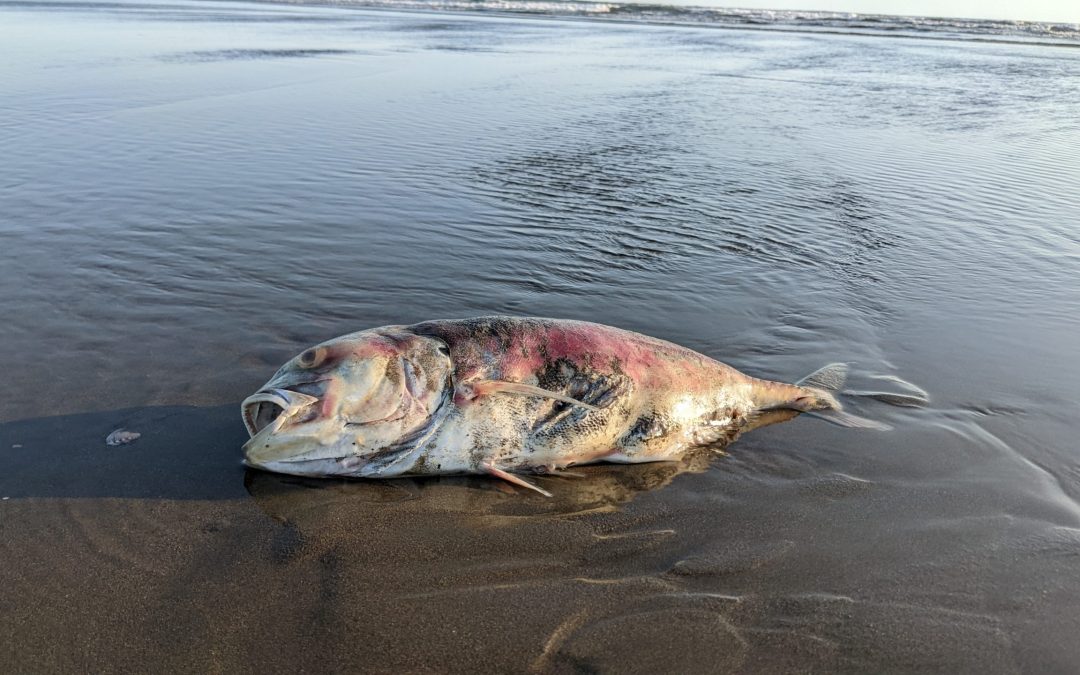 How Does Red Tide Affect Fishing?