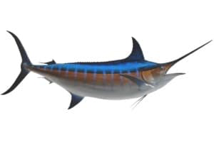 Blue Marlin  | Central America Fishing