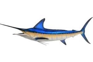 Striped Marlin | Central America Fishing