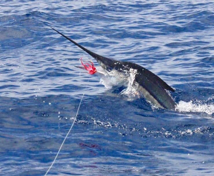 Costa Rica Fishing Report – March 2019