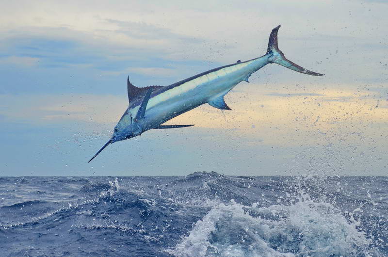 Blue marlin fishing in Panama
