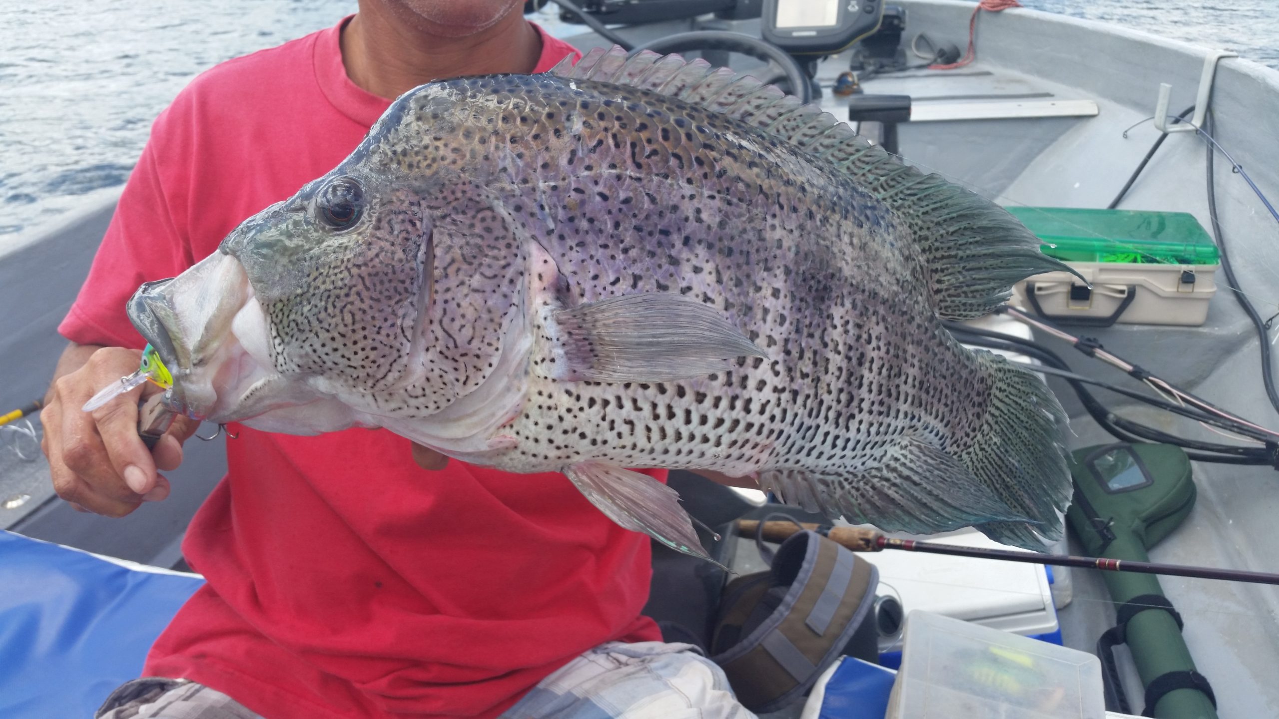 Deep Dropping for Grouper in Costa Rica