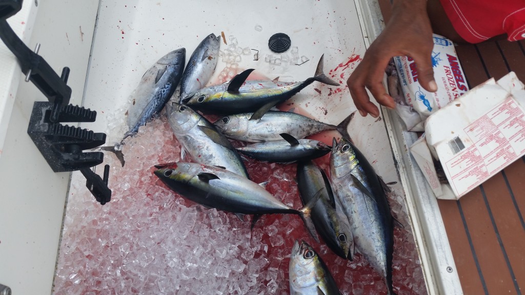 Blackfin tuna fishing in Belize