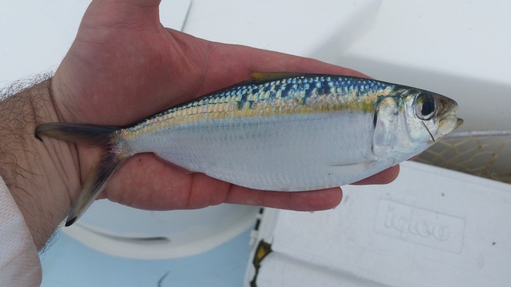 Costa Rica roosterfish