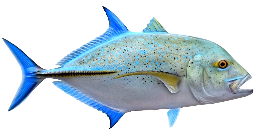 Bluefin Trevally Fish img
