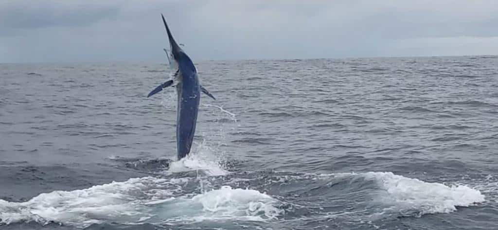 Black marlin Costa Rica