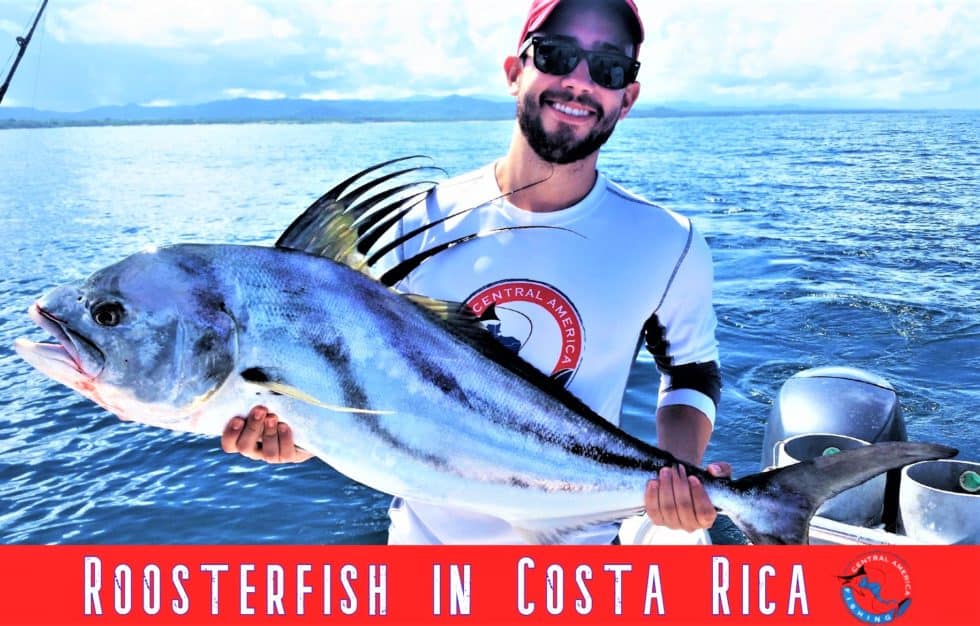 Roosterfish in Costa Rica