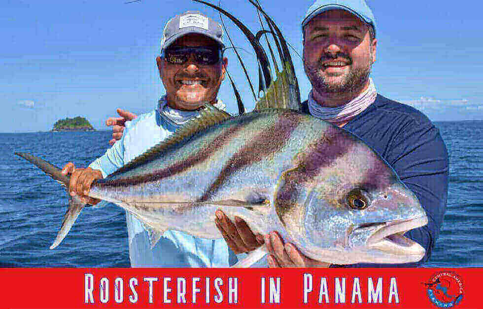 Roosterfish in Panama