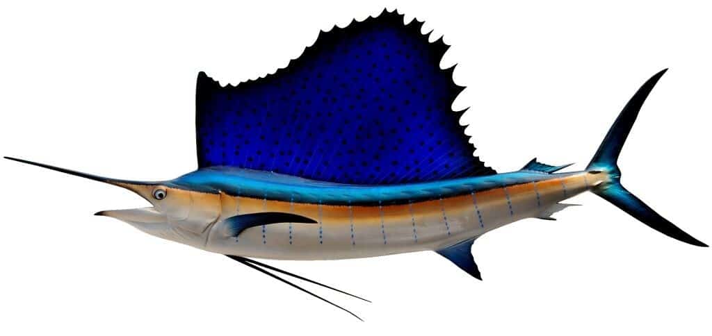 Sailfish-Pacific-1024x484