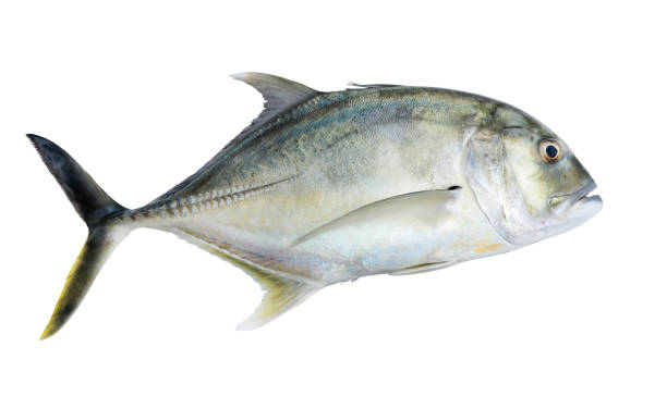 Giant Trevally img