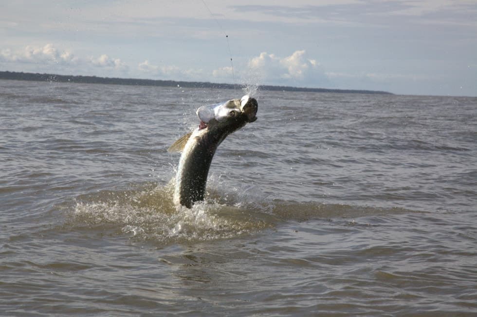 Big Costa Rican tarpon jumping