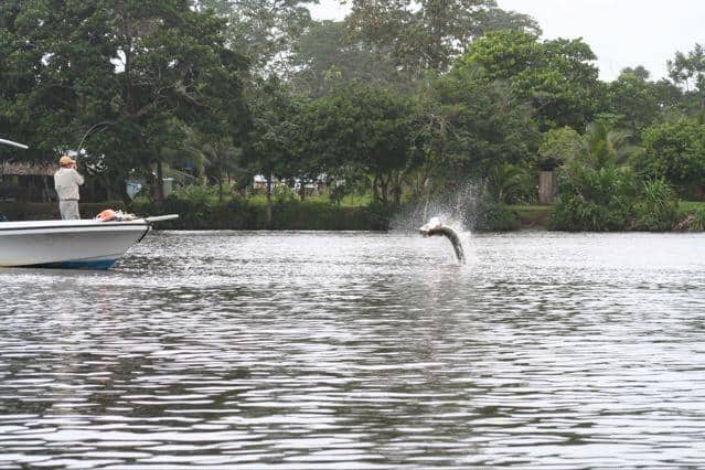 Fighting a tarpon in Costa Rica