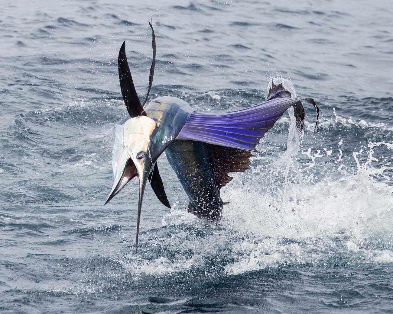 guatemala-sailfish04
