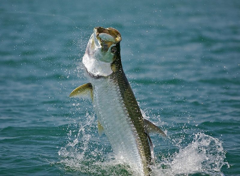 tarpon-jumping