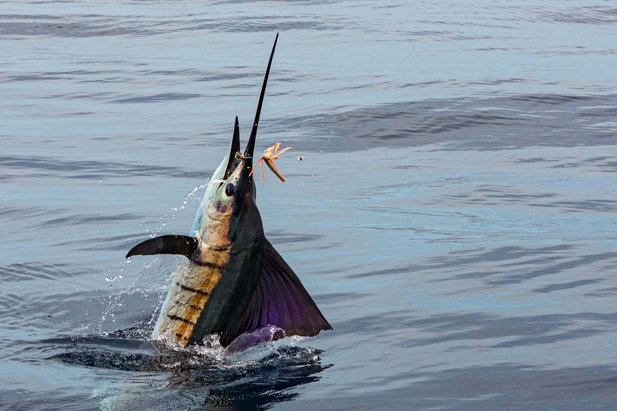 received_597930311950375 (1)