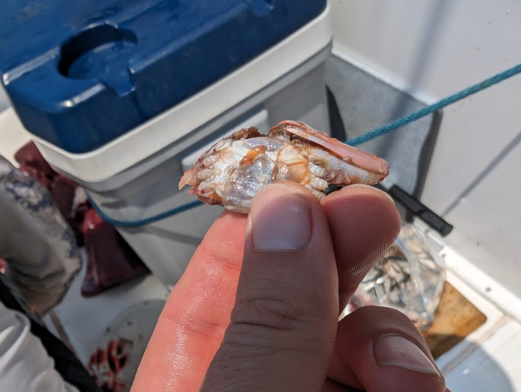 A red crab found in the belly of a yellowfin tuna caught near the Hannibal Bank