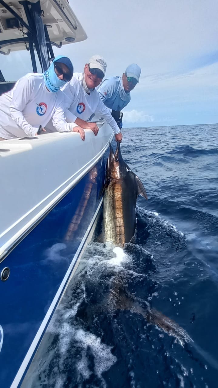 CAF clients, Steve & Karen from the UK, release a marlin at the Hannibal Bank in January 2025