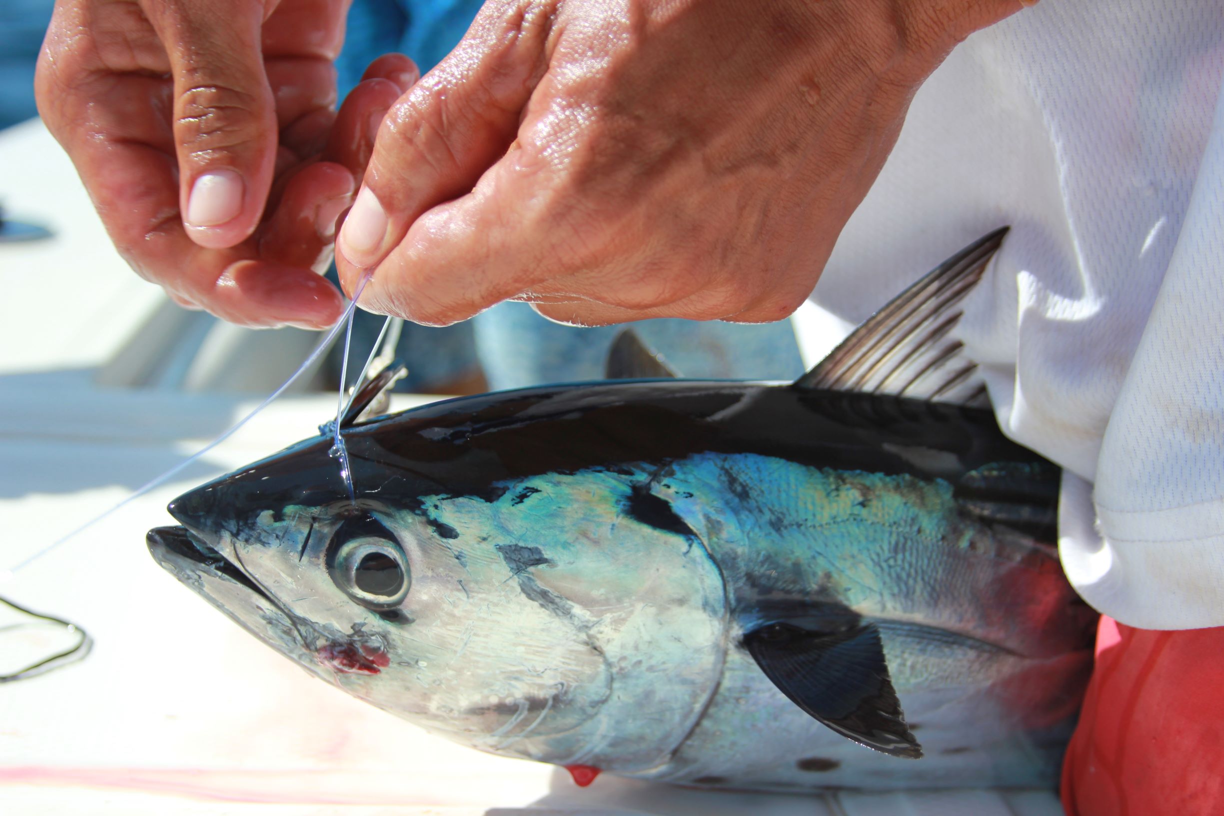 Bridling a live bonito as marlin bait