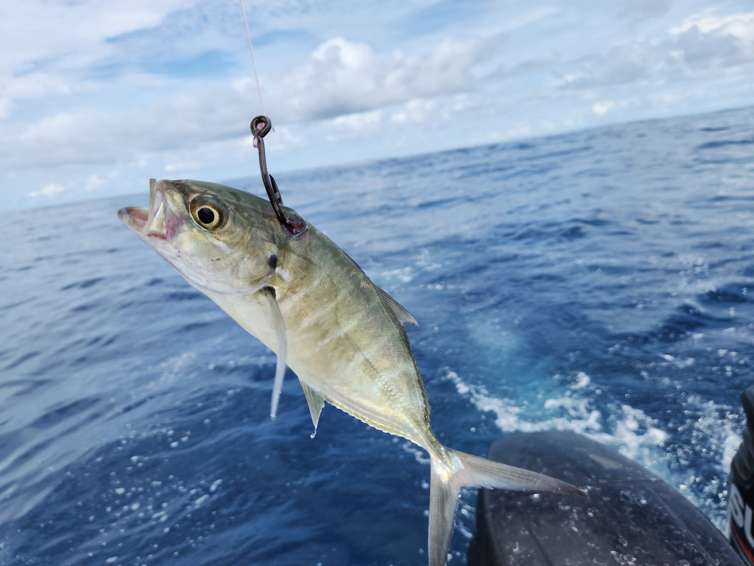 A blue runner, or cojinua, is used as live bait in Panama for tuna, roosterfish, cubera snapper, and billfish