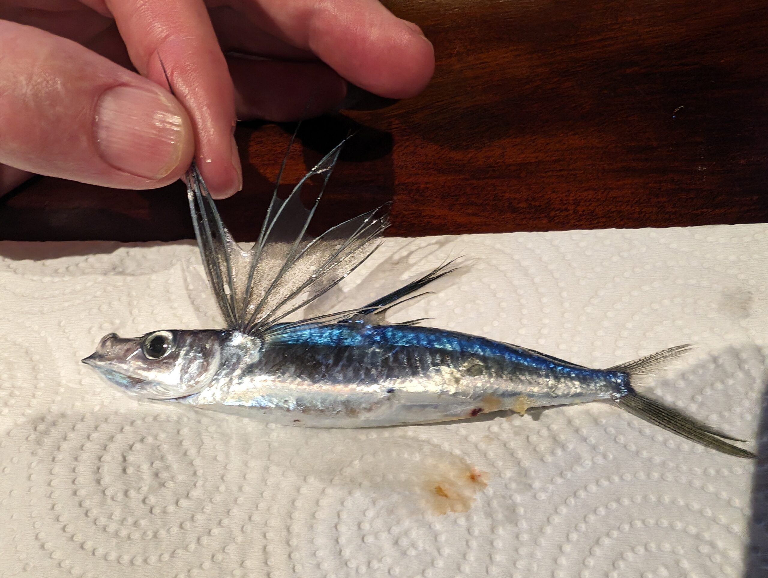 Flying fish are an integral part of the diet of yellowfin tuna