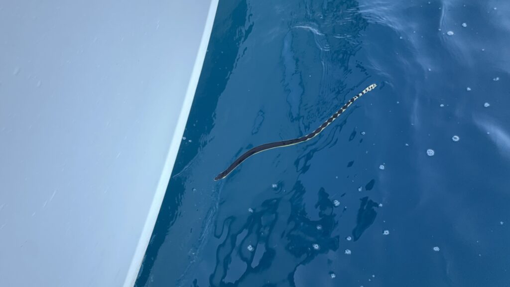 Venomous sea snake in Panama